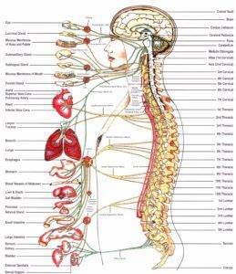 spine chart