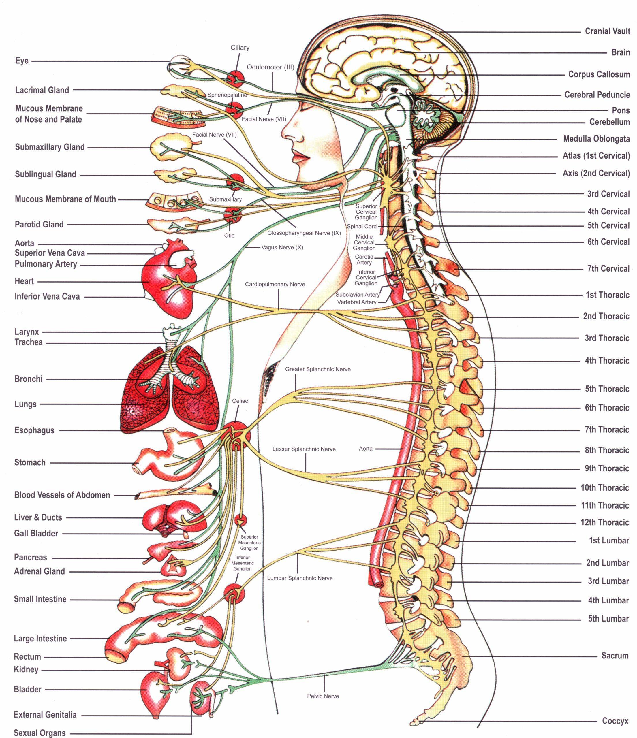 Chiropractic subluxation